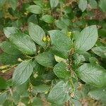 Cotoneaster acutifolius Yaprak