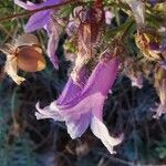 Campanula lingulata Flower