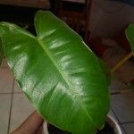 Philodendron burle-marxii Leaf