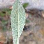 Pilosella officinarum Leaf