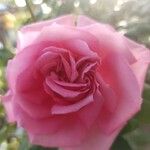 Rosa chinensis Blodyn