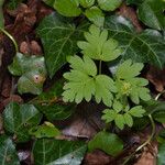 Adoxa moschatellina 葉