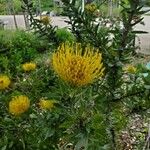 Leucospermum cordifolium 花