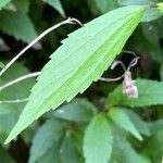 Ageratina riparia Leaf