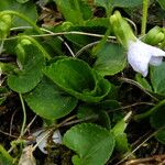 Viola cucullata Leaf