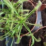 Drosera capensis Blad