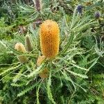 Banksia ashbyi Fiore