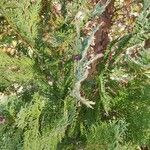 Thuja plicataBlad