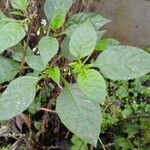 Solanum americanum Leht