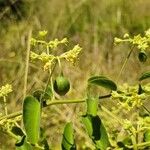 Helinus integrifolius Plod