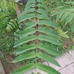 Ailanthus altissima葉