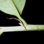 Erythroxylum macrophyllum Bark