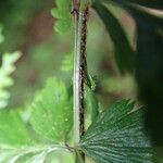 Asplenium aethiopicum Листок