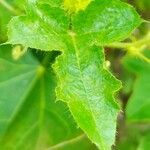 Passiflora foetida Leaf