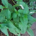 Heliotropium angiospermum Blad