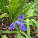 Iris brevicaulis Flower