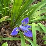 Iris brevicaulis Kukka