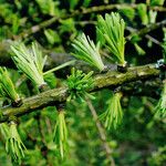 Larix decidua পাতা