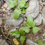 Clematis ligusticifolia 整株植物