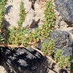 Amaranthus blitoides Vekstform