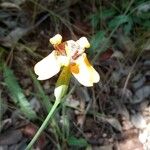 Trimezia juncifolia Flower