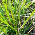 Carex bonariensis অন্যান্য