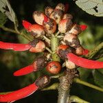 Erythrina globocalyx Vaisius