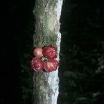 Guarea pubescens Fruit
