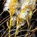 Pappostipa speciosa