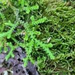 Selaginella denticulata পাতা