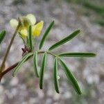 Hippocrepis ciliata Liść