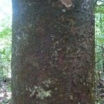 Licaria chrysophylla Magamba