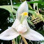 Stanhopea candida Blomma