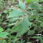 Miconia dependens Feuille