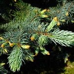 Picea engelmannii Leaf