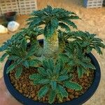 Euphorbia decaryi Blad