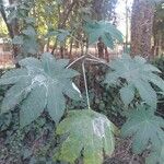 Tetrapanax papyrifer 树皮