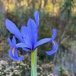 Iris xiphiumLorea