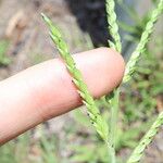 Urochloa panicoides Fruit