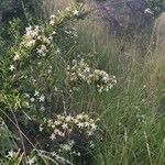 Turraea mombassana Συνήθη χαρακτηριστικά