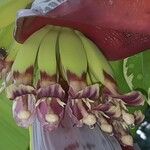 Musa acuminata Fruchs