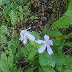 Saponaria officinalisBlüte