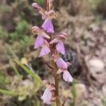 Orchis spitzelii Квітка