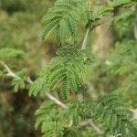 Vachellia seyal Folha