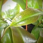 Nepenthes spp. Leaf