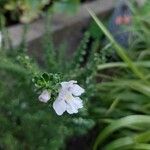 Prostanthera cuneata Çiçek