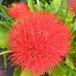 Scadoxus multiflorus Λουλούδι