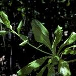 Scaevola taccada Bark