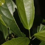 Hasseltia floribunda Leaf