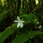 Angraecum ramosum Λουλούδι